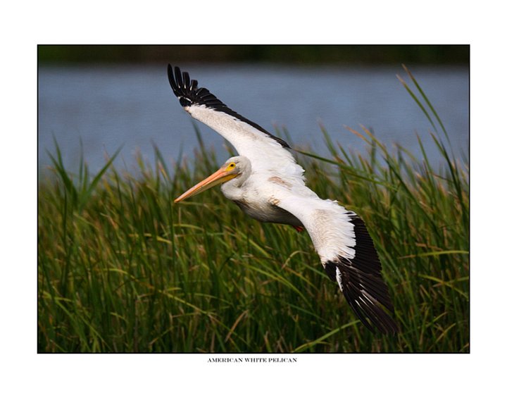 _1SB6522 american white pelican a85x11.jpg